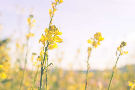 wild yellow meadow flowers on a meadowの写真素材