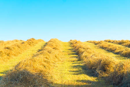 To dry the chopped hayの写真素材