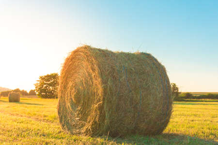 hay circles on the fieldの写真素材