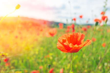 Red poppy in a meadowの写真素材