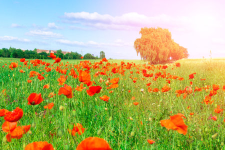 Red poppy in a meadowの写真素材