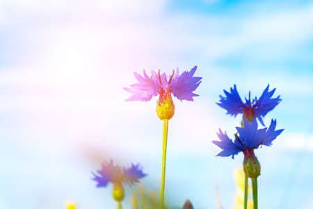 Cornflowers in a wheat fieldの写真素材