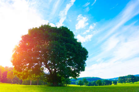 Big old oak tree in the middle of a green fieldの写真素材
