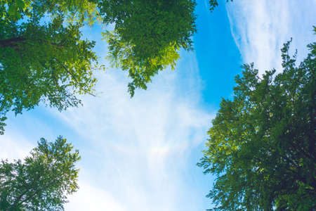 Tops of trees against the sky in the forestの写真素材