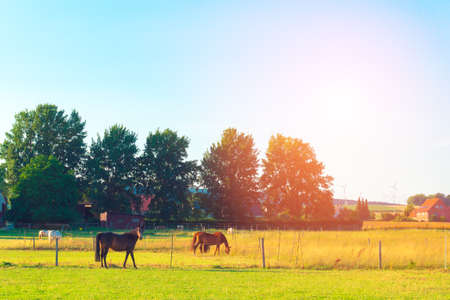 The horses on the farm grazeの写真素材