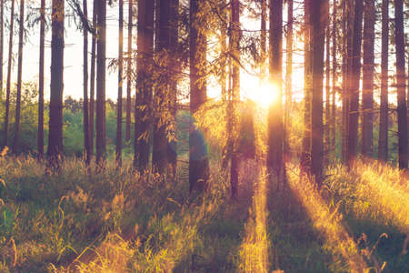 Forest with sun raysの写真素材