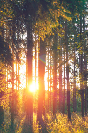 Forest with sun rays