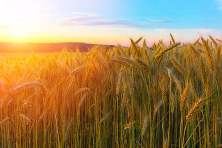 Wheat field in the mountains at sunsetの写真素材