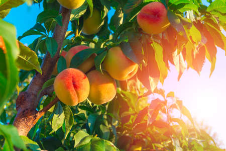 Peaches growing on a treeの写真素材