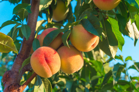 Peaches growing on a tree