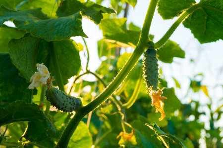 Small cucumbers on the plantationの写真素材
