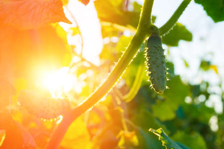 Small cucumbers on the plantationの写真素材