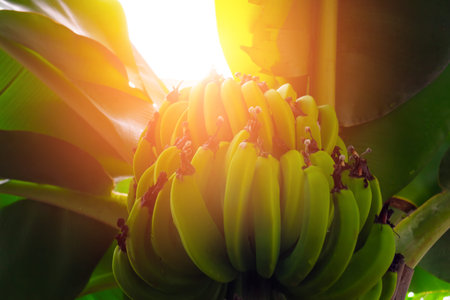 Banana trees with fruitsの写真素材