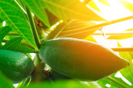 Papaya papaya, tree, fruitの写真素材