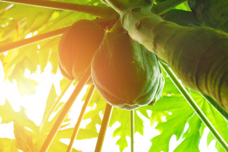 Papaya papaya, tree, fruit