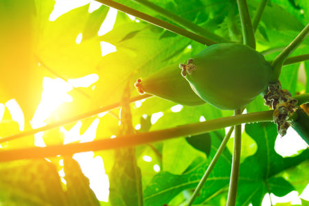 Papaya papaya, tree, fruitの写真素材