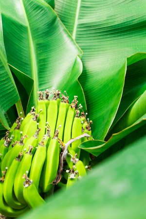 Banana trees with fruitsの写真素材