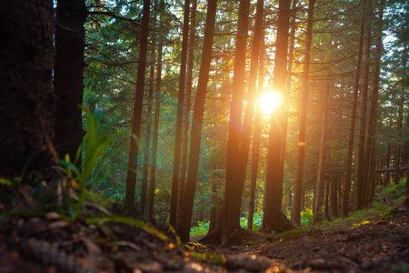sunny bright and beautiful forest landscape at sunset