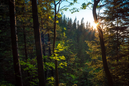 sunny bright and beautiful forest landscape at sunset