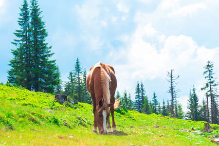 horses in a meadow in the mountainsの写真素材