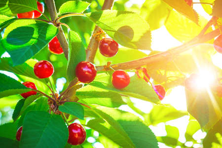 beautiful red cherries on the treeの写真素材