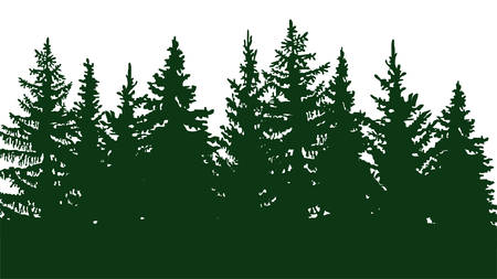 silhouette of fir trees, forest landscape. On white backgroundのイラスト素材