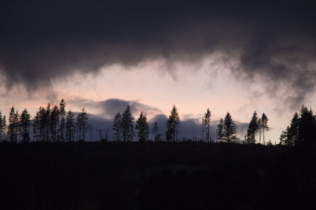 Dartmoor treeline at duskの写真素材