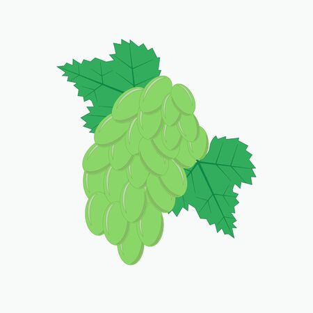 Image brushes white ripe grapesのイラスト素材