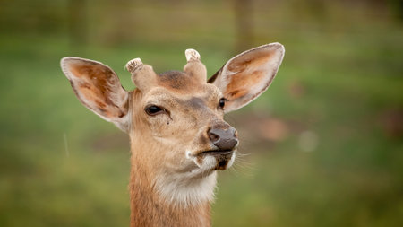 young deer head close up for background