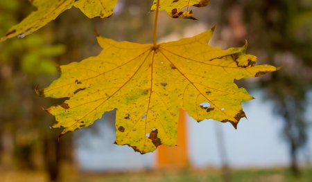 Dried leaves on a light colored background for the backdrop