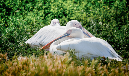white pelicans sit in the bushes near the lakeの写真素材
