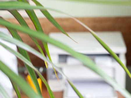 The printer through the leaves of the palm tree in the office