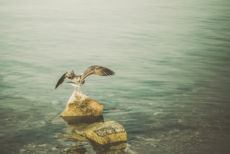 A seagull sits on a rock in the seaの写真素材