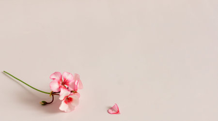 Pelargonium inquinans, commonly known as geranium, is a genus of flowering plants in the Geraniaceae family.の写真素材