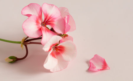 Pelargonium inquinans, commonly known as geranium, is a genus of flowering plants in the Geraniaceae...