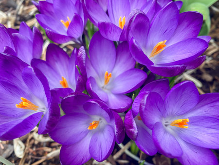 Crocus tommasinianus Ruby Giant close-up.