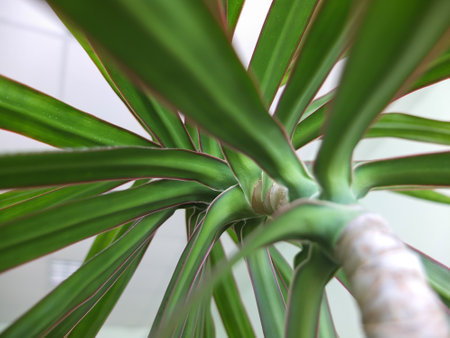 Spike Dracaena Indivisaの写真素材