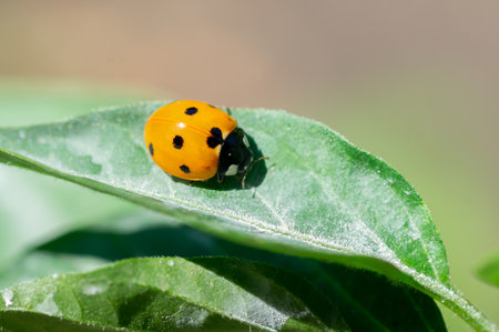 ladybug on a green leafの写真素材