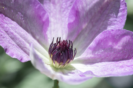 Close-up of a clematis flowerの写真素材