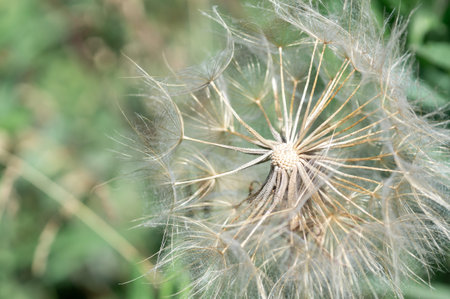 Close-up of a dandelion for the background