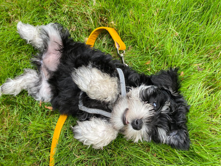 a ?iniature schnauzer dog lying in a green meadowの写真素材