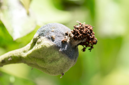 disease of pear fruit close-upの写真素材