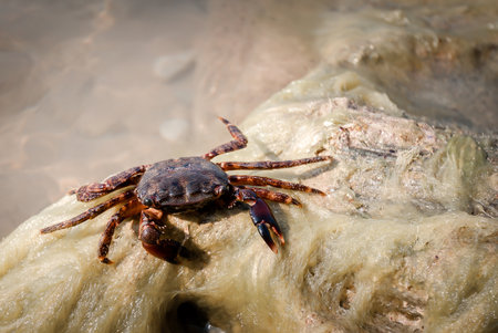 close-up of a sea crab on a rockの写真素材