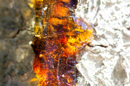 Close-up of the resin on the cherry tree.