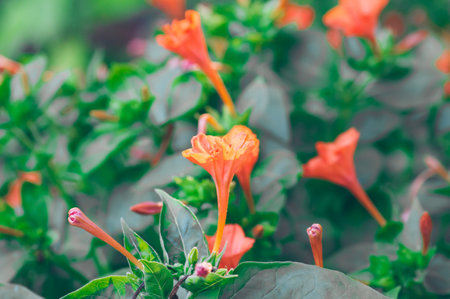 Mirabilis Jalapa flower, a 4 o'clock flower that grows abundantly in a yard in the morningの写真素材