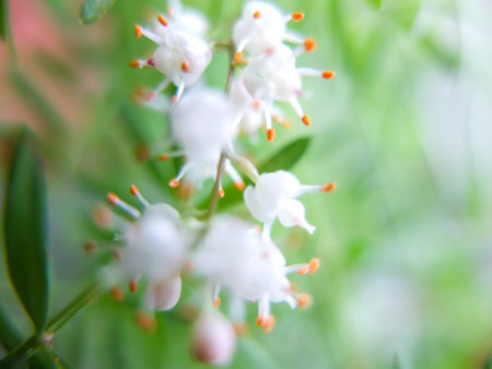 Asparagus blossom close-upの写真素材
