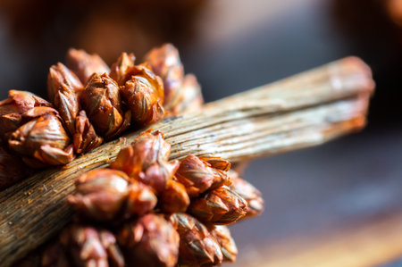 dried plant flowers for decorations and backgroundsの写真素材