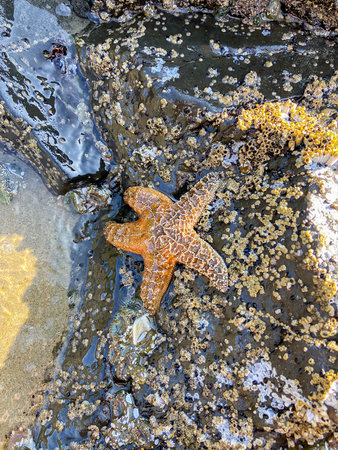Starfish on the ocean