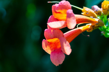 The flowers of Honeysuckle Capensis, or Tecoma capensis, a species of Trumpet bush in the ant garden