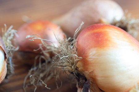 bulbs close-up on a wooden backgroundの写真素材